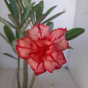 Planta Dobrada 1977 – 25cm – 01 ano