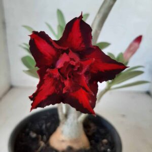 Planta Dobrada 1978 – 35cm – 02 anos
