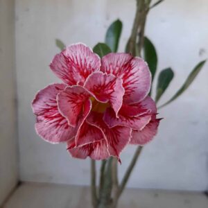 Planta Dobrada 1980 – 30cm – 01 ano