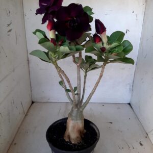 Planta Dobrada 1981 – 35cm – 02 anos