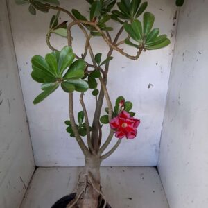 Planta Dobrada 1988 – 55cm – 04 anos