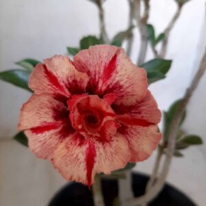 Planta Dobrada 1990 – 25cm – 01 ano