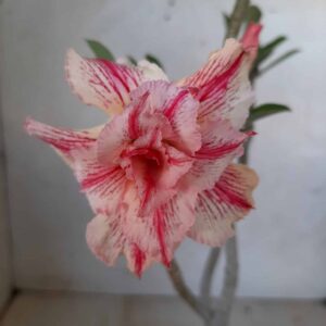 Planta Dobrada 1991 – 30cm – 01 ano