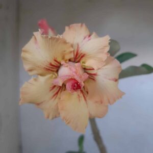 Planta Dobrada 1995 – 30cm – 01 ano