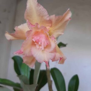 Planta Dobrada 2001 – 30cm – 09 meses
