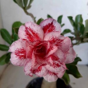 Planta Dobrada 2006 – 25cm – 01 ano
