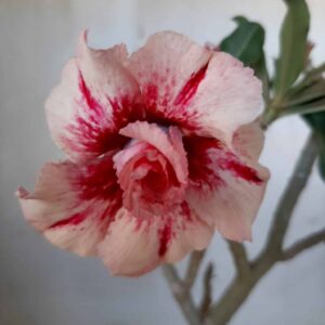 Planta Dobrada 2007 – 25cm – 01 ano