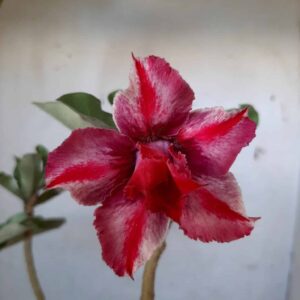 Planta Dobrada 2008 – 35cm – 02 anos