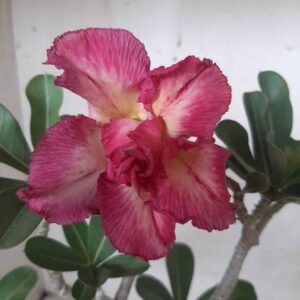 Planta Dobrada 2009 – 35cm – 02 anos