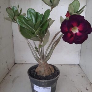 Planta Dobrada 2010 – 30cm – 02 anos