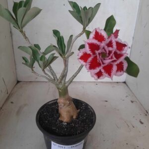 Planta Dobrada 2011 – 25cm – 02 anos