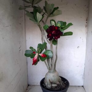 Planta Dobrada 2014 – 40cm – 03 anos