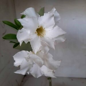 Planta Dobrada 2019 – 30cm – 01 ano