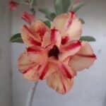 Planta Dobrada 2028 – 30cm – 01 ano