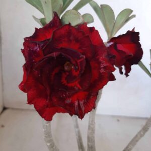 Planta Dobrada 2030 – 25cm – 01 ano