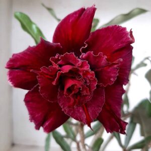 Planta Dobrada 2033 – 30cm – 02 anos