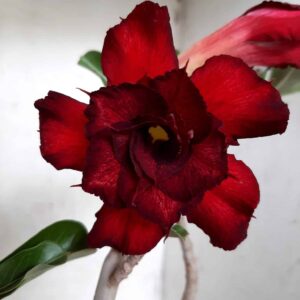 Planta Dobrada 2034 – 30cm – 02 anos