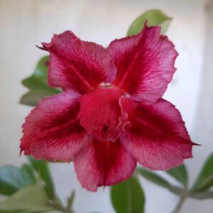 Planta Dobrada 2037 – 25cm – 01 ano