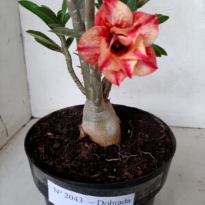 Planta Dobrada 2043 – 30cm – 02 anos