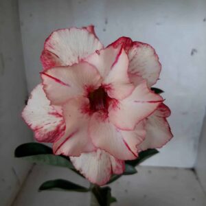 Planta Dobrada 2045 – 25cm – 01 ano