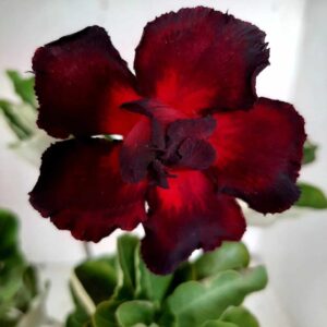 Planta Dobrada 2046 – 30cm – 02 anos
