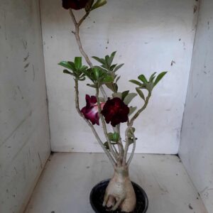 Planta Dobrada 2054 – 30cm – 02 anos
