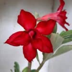 Planta Dobrada 2056 – 30cm – 01 ano