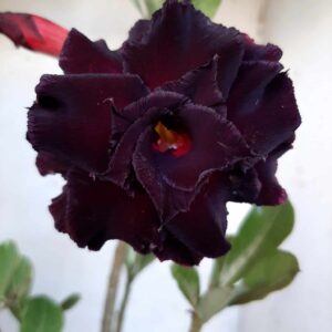 Planta Dobrada 2058 – 30cm – 02 anos