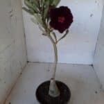 ENXERTO 11284 - 25cm (cor LM 337)