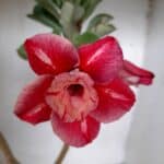 ENXERTO 11299 - 30cm (cor LM 330)