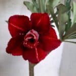 ENXERTO 11305 - 25cm (cor LM 894)