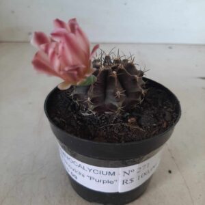 Gymnocalycium Mihanovichii “Purple” Nº 271 – vaso 09