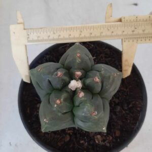 ASTROPHYTUM cv KIKKO Nº 346 – vaso 15