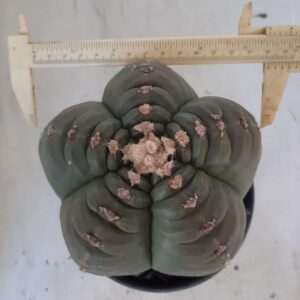 ASTROPHYTUM cv KIKKO Nº 347 – vaso 15