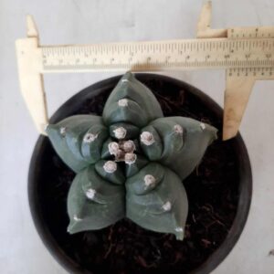 ASTROPHYTUM cv KIKKO Nº 415 – vaso 15