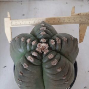 ASTROPHYTUM cv KIKKO Nº 416 – vaso 15