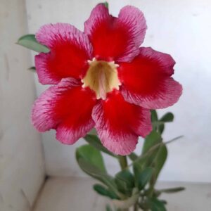 Planta Simples 2012 – 25cm – 01 ano