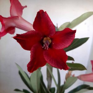 Planta Simples 2014 – 30cm – 01 ano