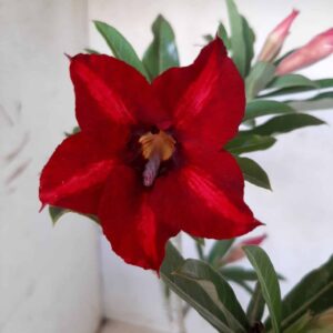 Planta Simples 2016 – 30cm – 01 ano