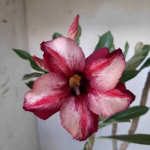 Planta Simples 2017 – 30cm – 01 ano