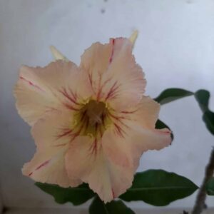 Planta Simples 2018 – 30cm – 01 ano