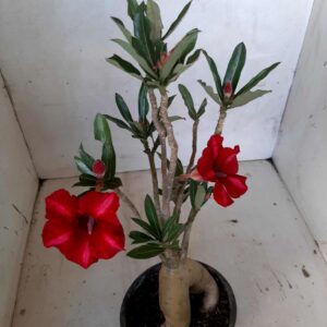 Planta Simples 2019 – 30cm – 01 ano