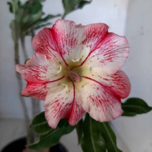 Planta Simples 2020 – 30cm – 02 anos