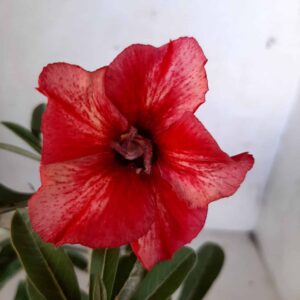 Planta Simples 2021 – 30cm – 01 ano