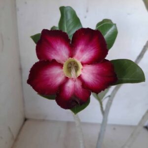 Planta Simples 2022 – 30cm – 01 ano