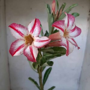 Planta Simples 2023 – 30cm – 01 ano