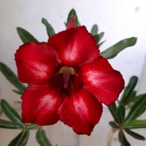 Planta Simples 2024 – 25cm – 01 ano