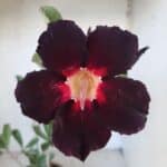 Planta Simples 2029 – 30cm – 02 anos