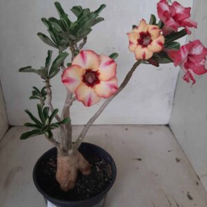 Planta Simples 2037 – 30cm – 01 ano