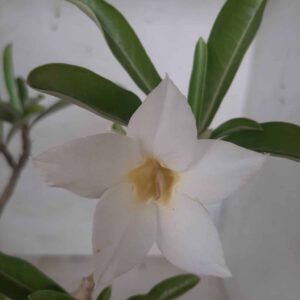 Planta Simples 2039 – 30cm – 02 anos